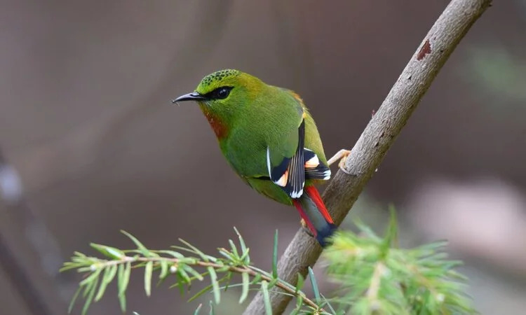 bhutan-birding-tour-banner